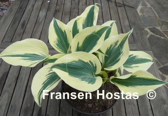 Hosta Firn Line - Fransen Hostas